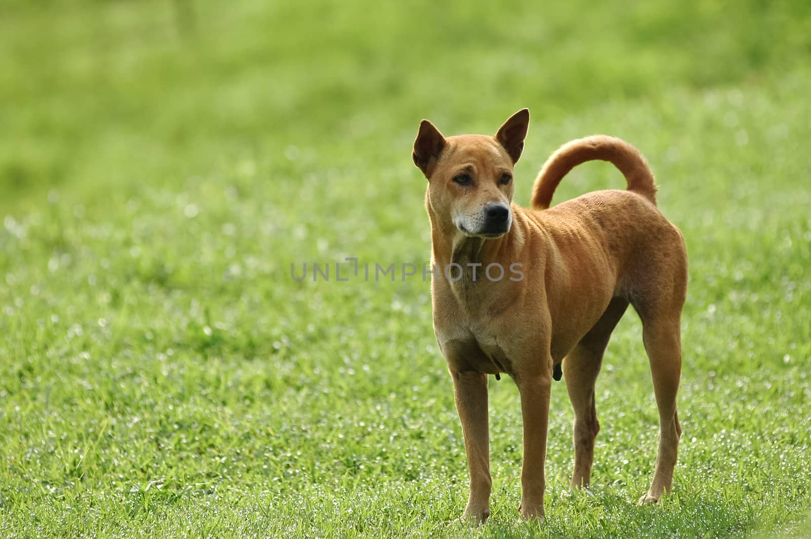 Thai dog happily stands on green grassy lawn  by eyeofpaul