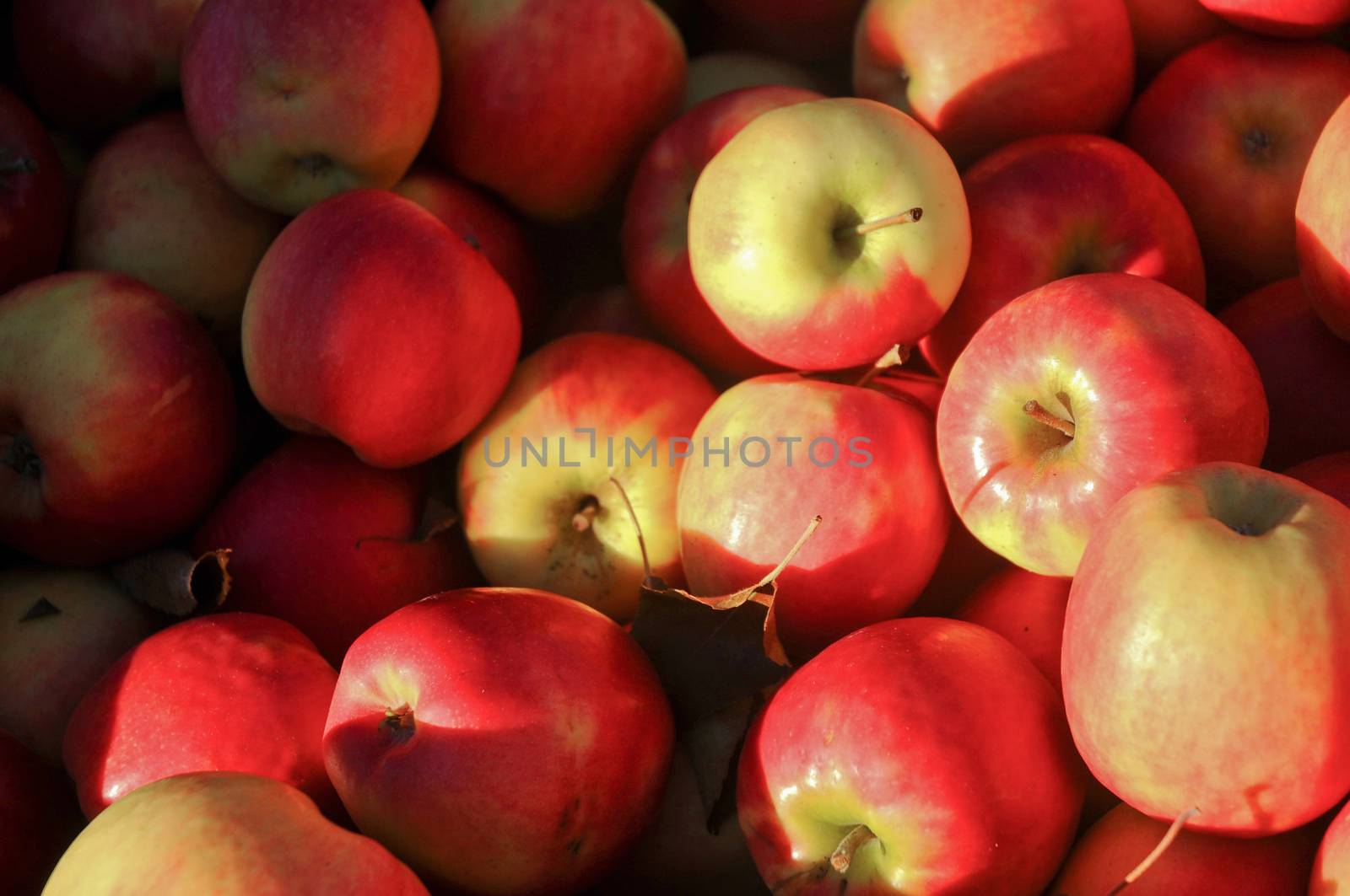 Red fresh organic apples in farmer market in Hobart Tasmania Aus by eyeofpaul