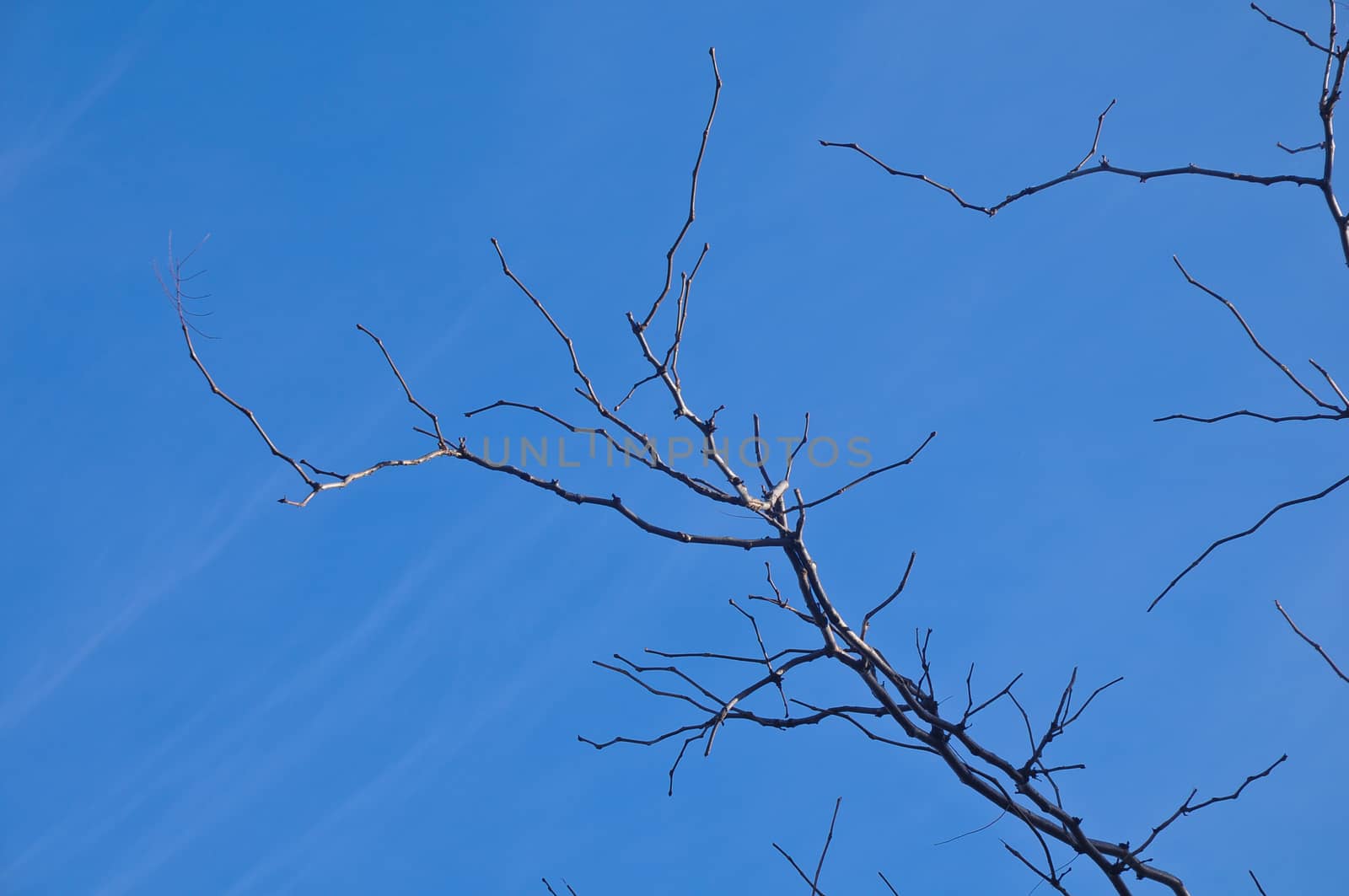 Lonely blue sky with dark branch in Winter in Hobart Tasmania Australia