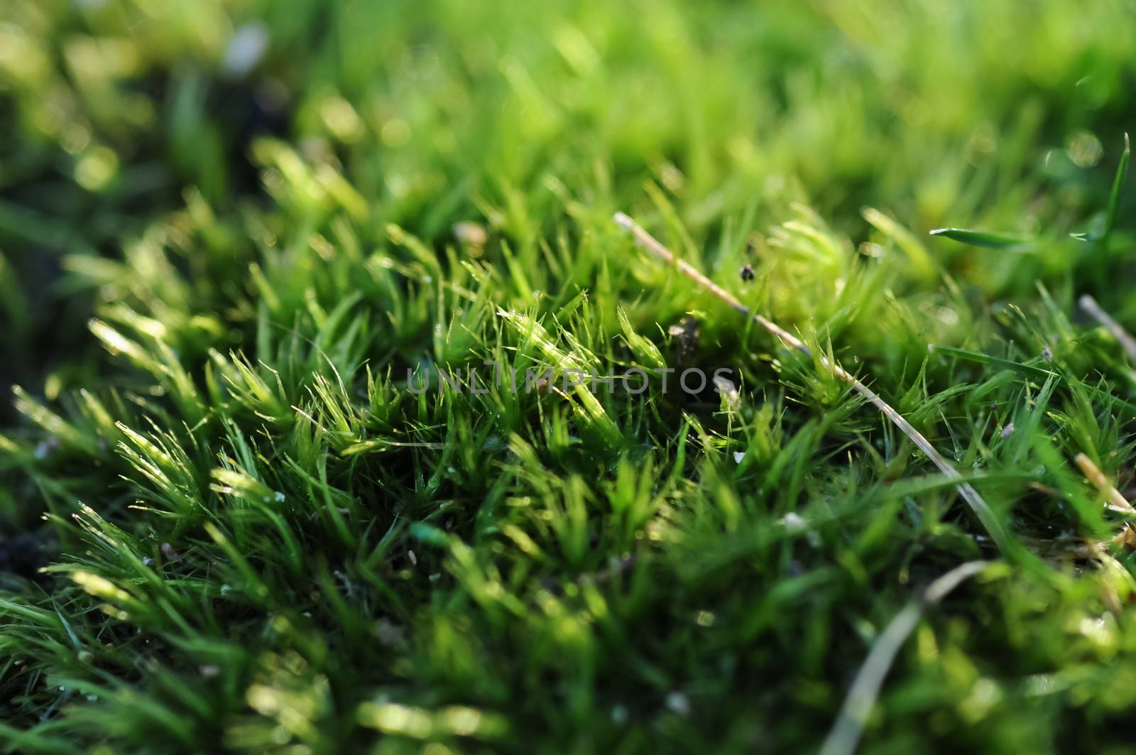 Meadow greeny grass in sunny morning