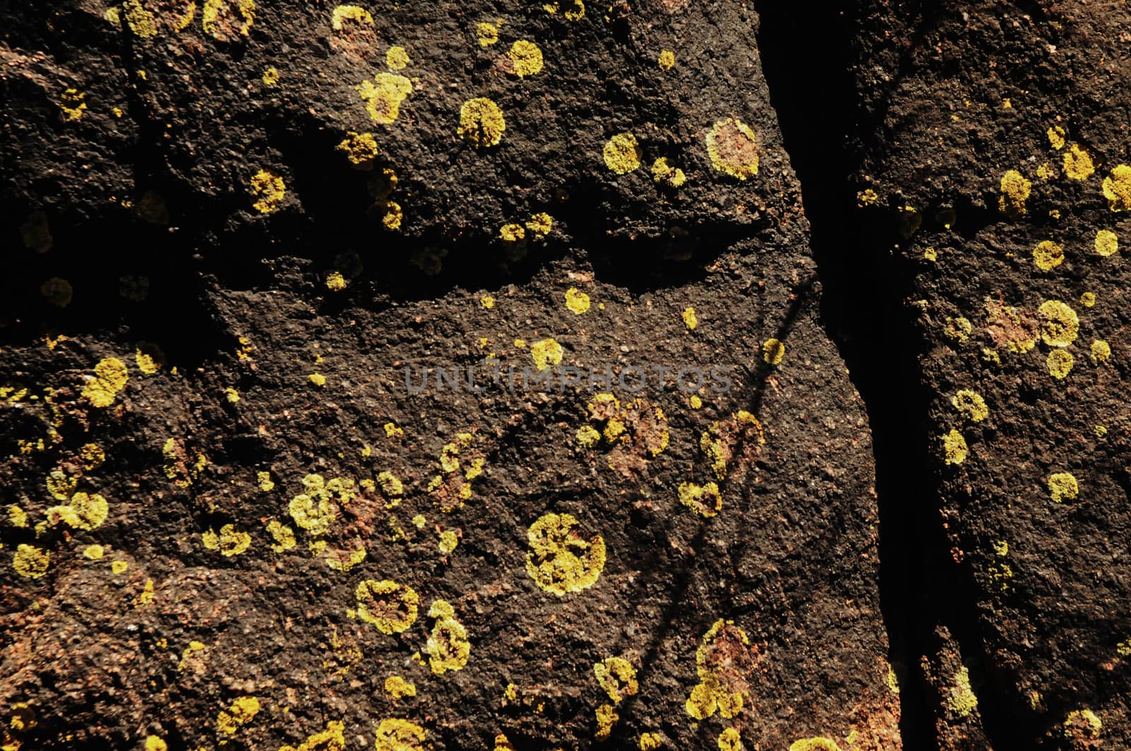 Yellow fungus stain on cracked black rock by eyeofpaul