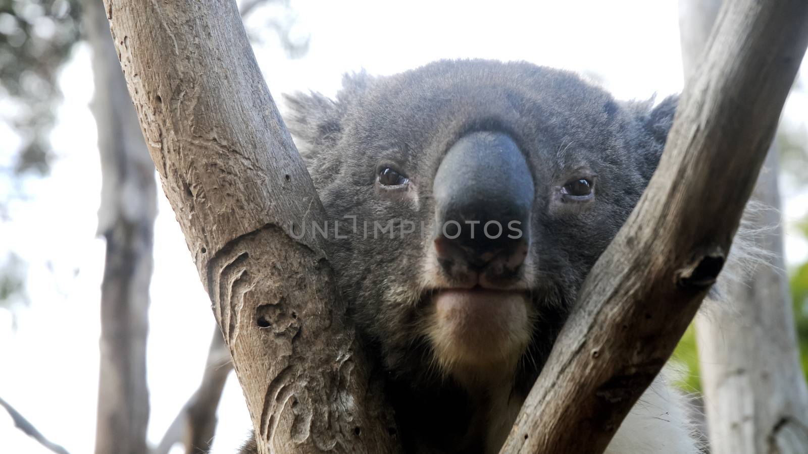 Koala is getting bored in Australia