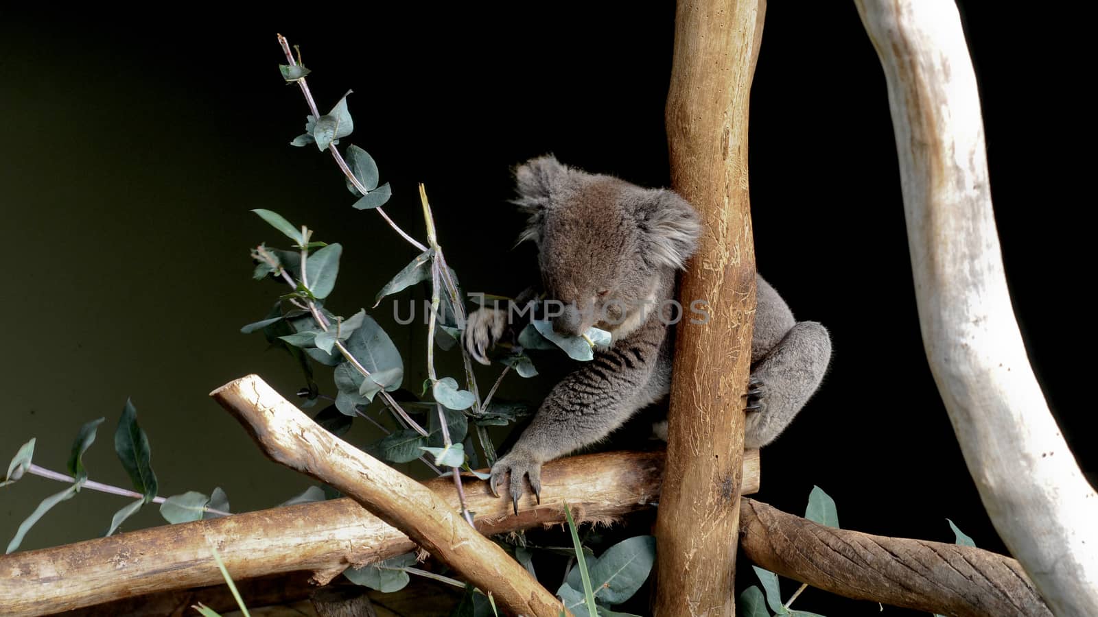 Cute grey Australian koala