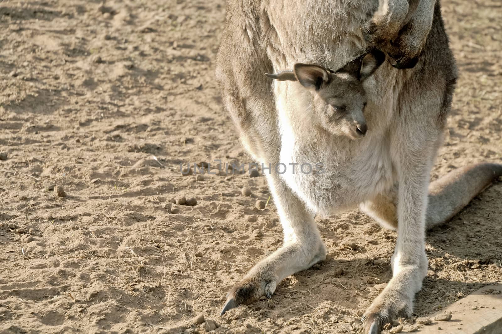 Little joey Kangaroo in a pouch by eyeofpaul