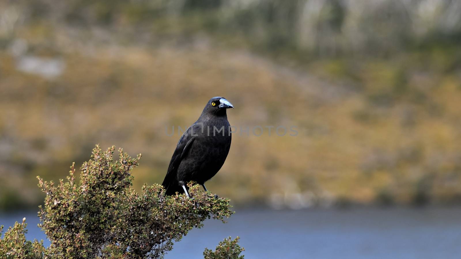 Black American crow sittong on tree branch by eyeofpaul