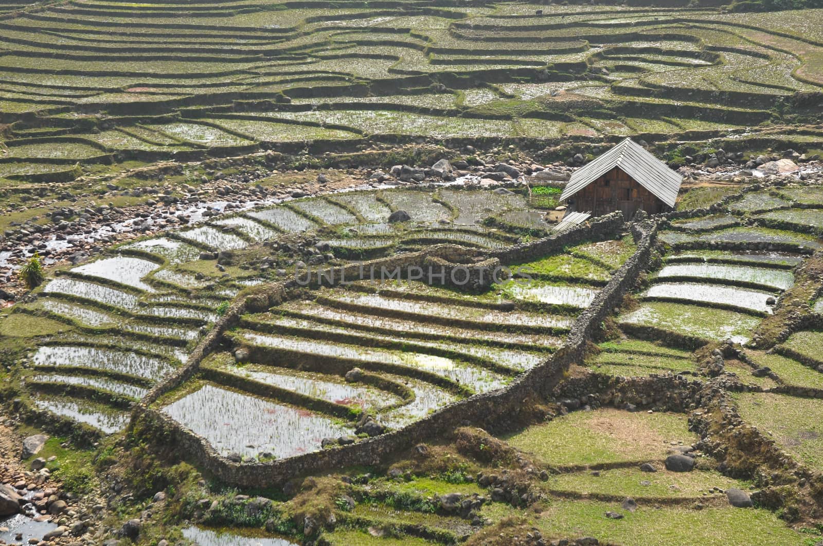 Rice farming with farmer cabin on Vietnam mountain
