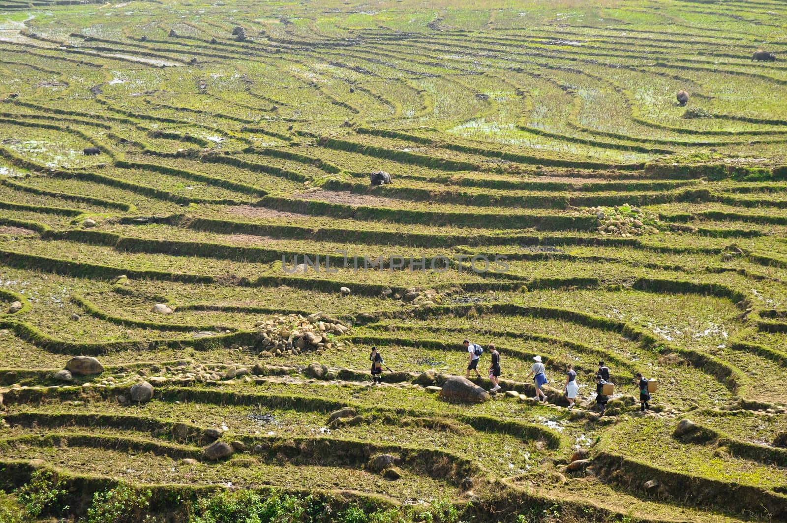 Travelers walking across green rice fields on mountains in North by eyeofpaul