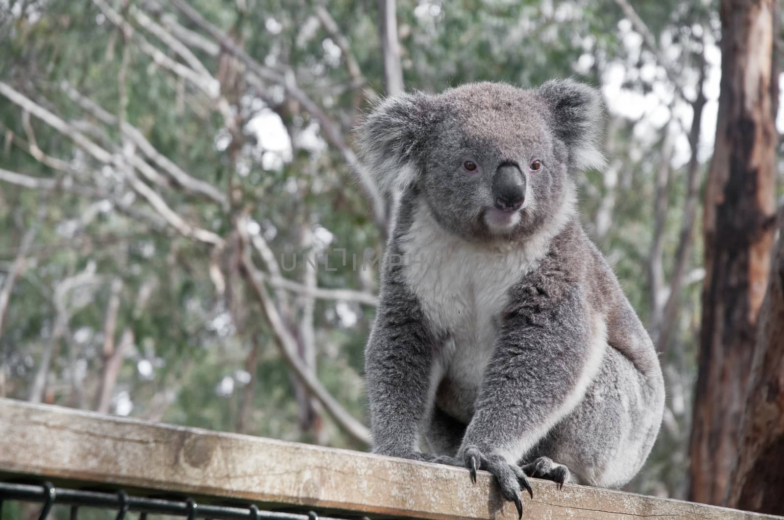 Young gray koala looking to the left by eyeofpaul