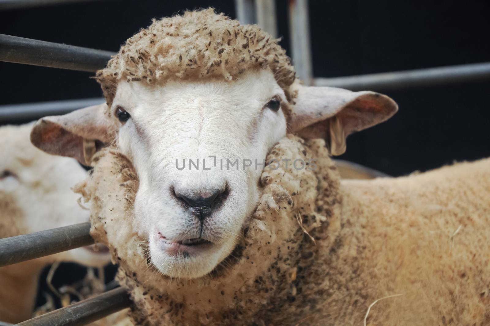 Curious face of young sheep by eyeofpaul