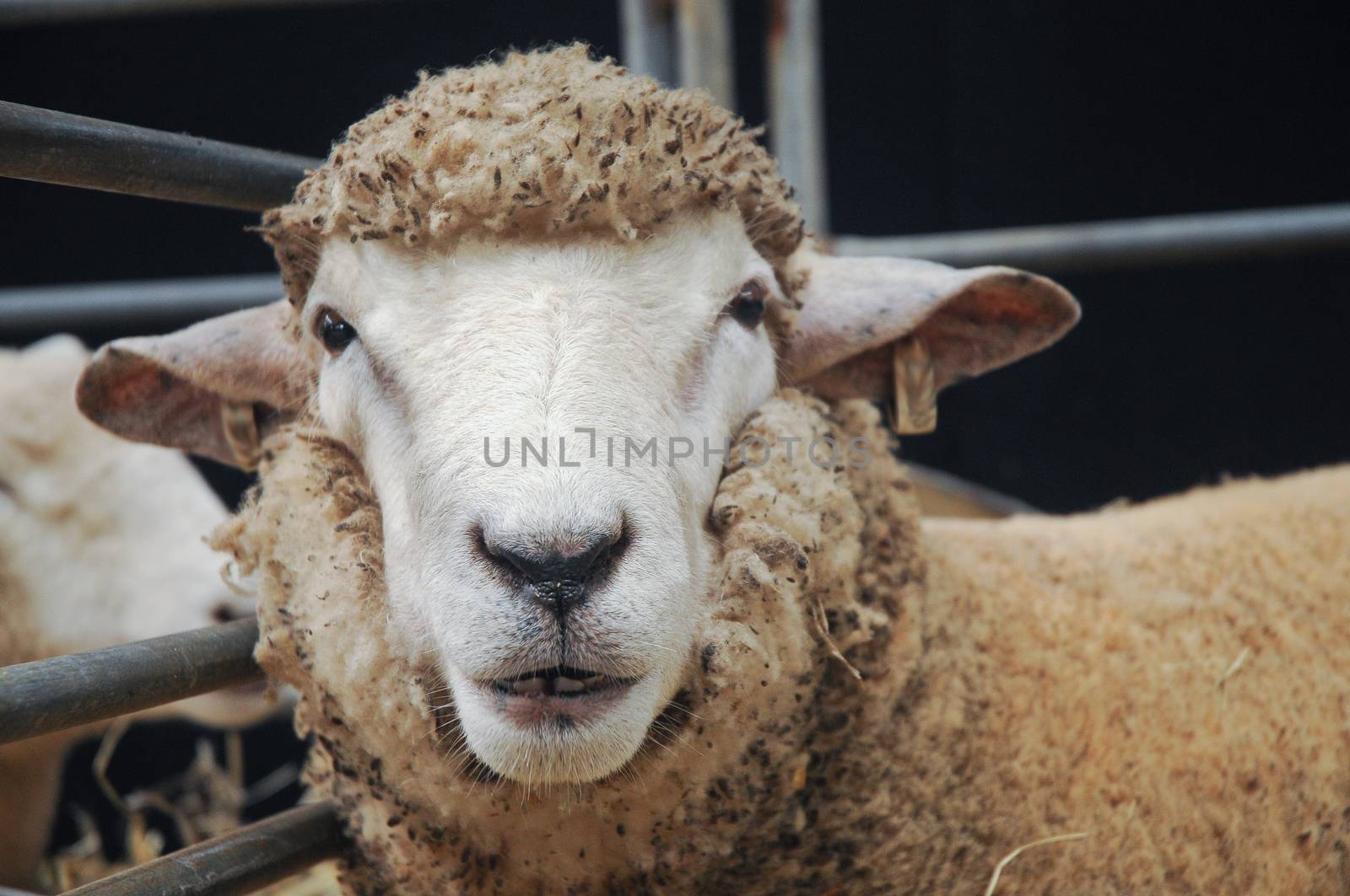 Young sheep is smiling and starring