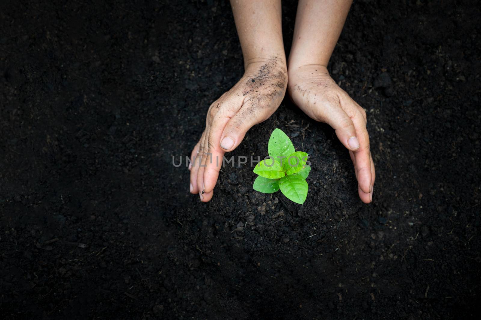 hand Watering plants tree mountain green Background Female hand holding tree on nature field grass Forest conservation concept