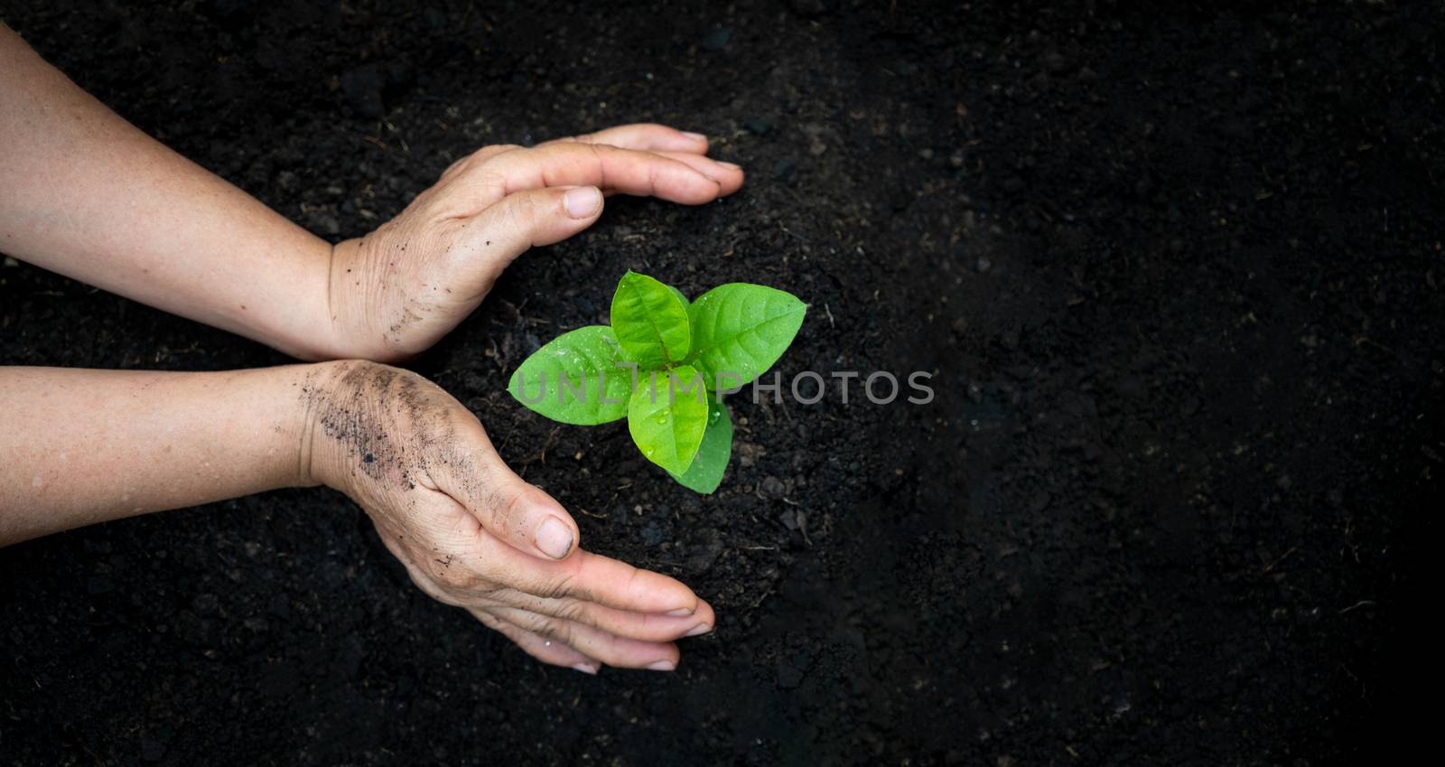 hand Watering plants tree mountain green Background Female hand holding tree on nature field grass Forest conservation concept