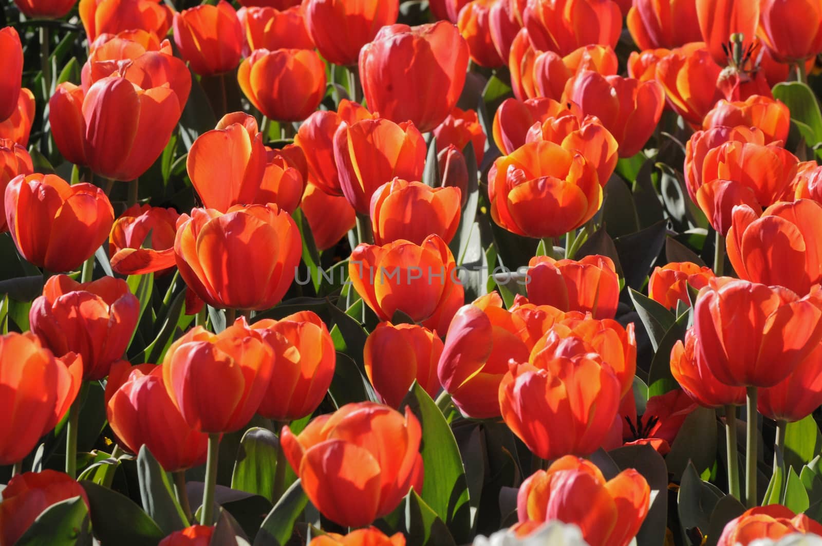 Red blooming tulips