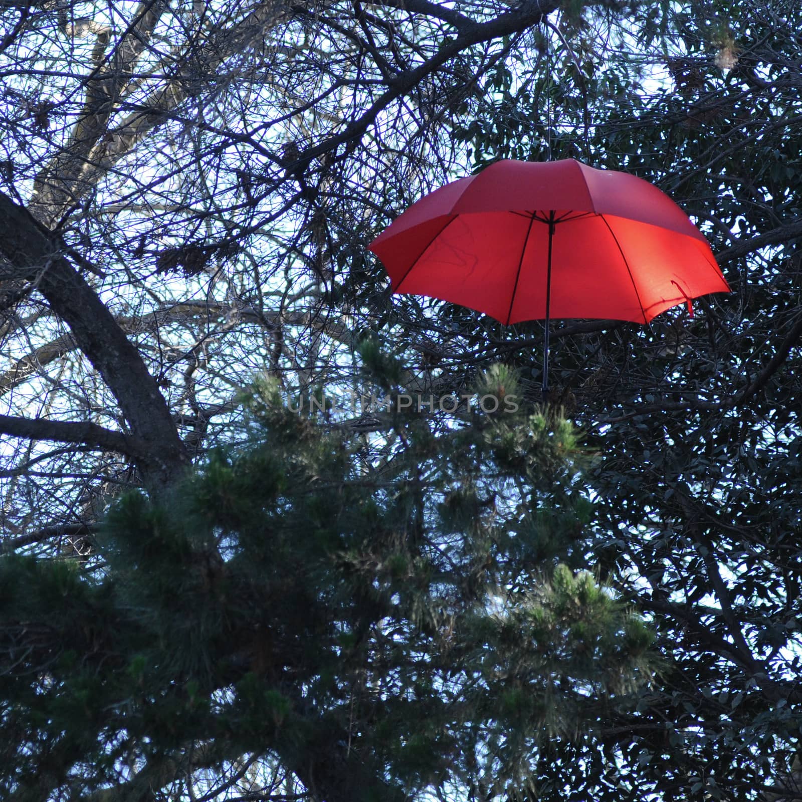 Red vintage umbrella floating above the trees by eyeofpaul