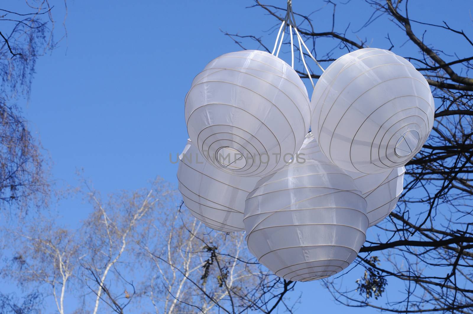 White Chinese paper lanterns hanging on a tree branch by eyeofpaul