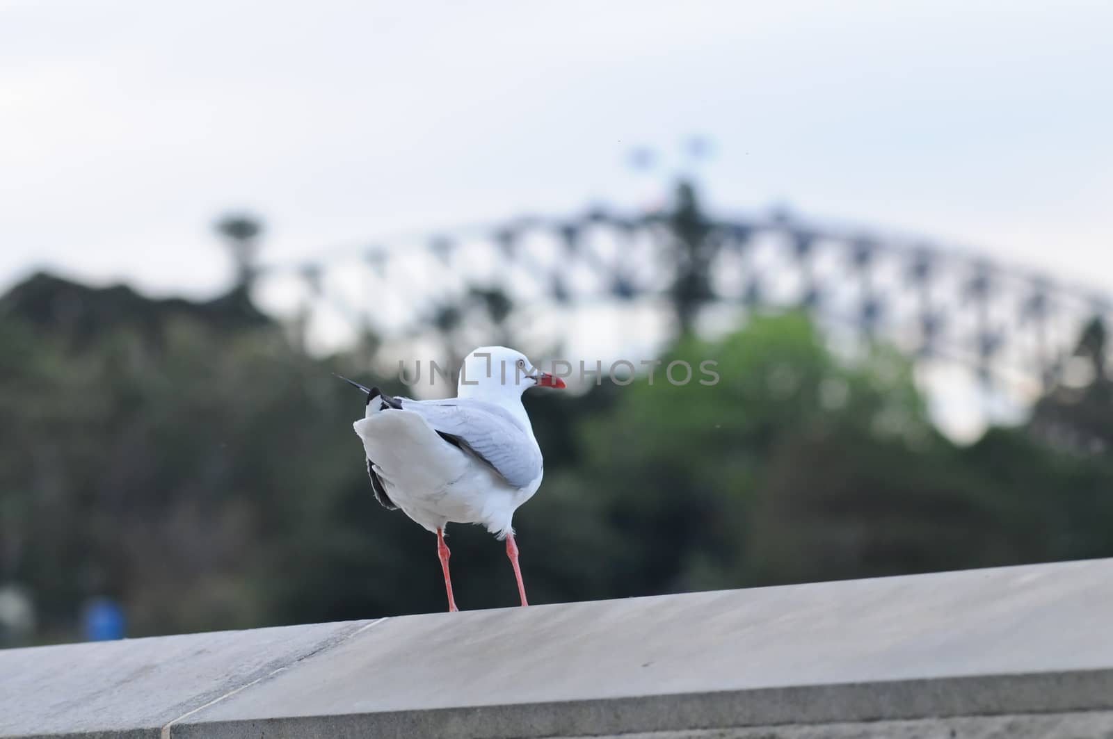 Seagull standing near Sydney harbour bridge by eyeofpaul