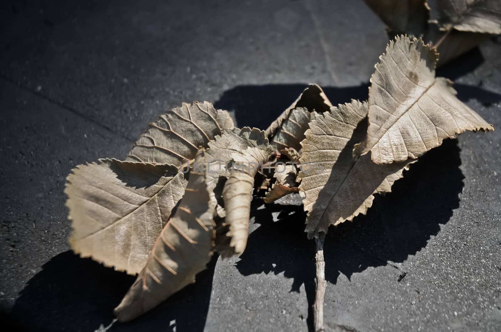 Gray dried leaves laying on the floor by eyeofpaul