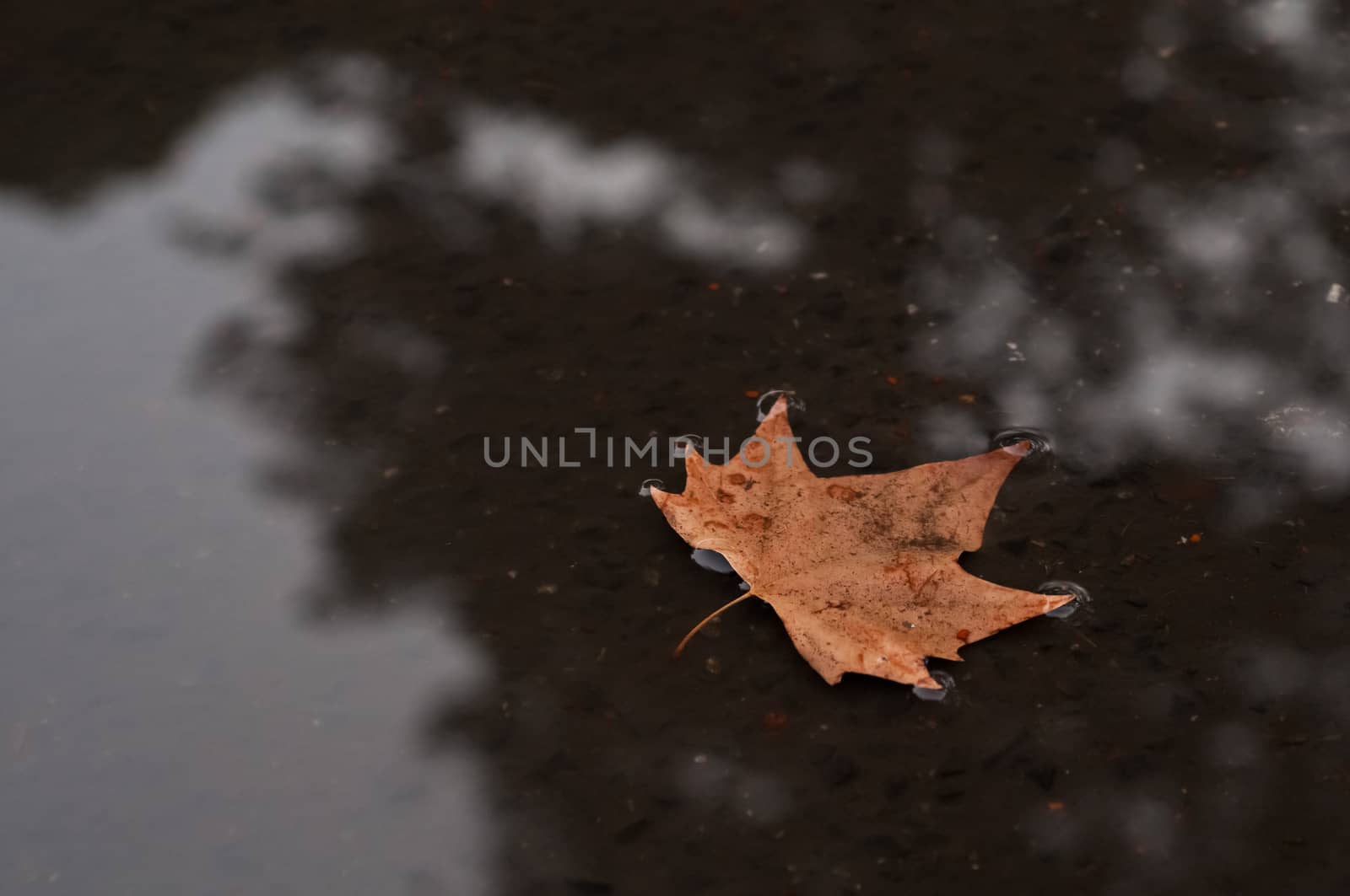 Brown dired maple leaf floating on a shallow pond in Autumn by eyeofpaul