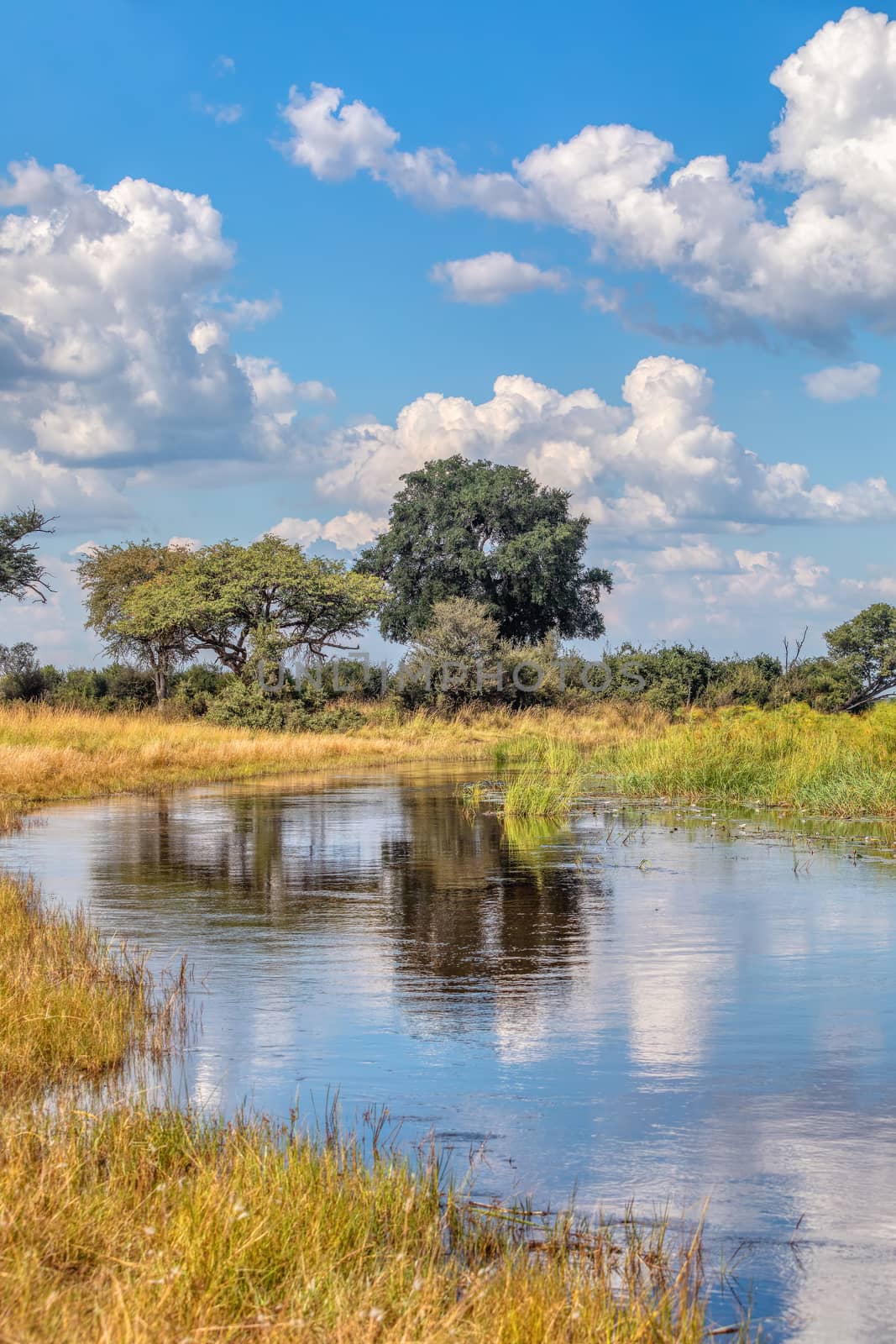 beautiful african landscape with wild river in national park Bwabwata on Caprivi Strip, blue sky reflection in water, Namibia wilderness