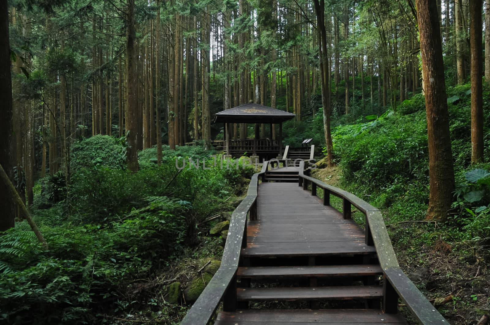 Wooden stairs climbing steps in deep forest