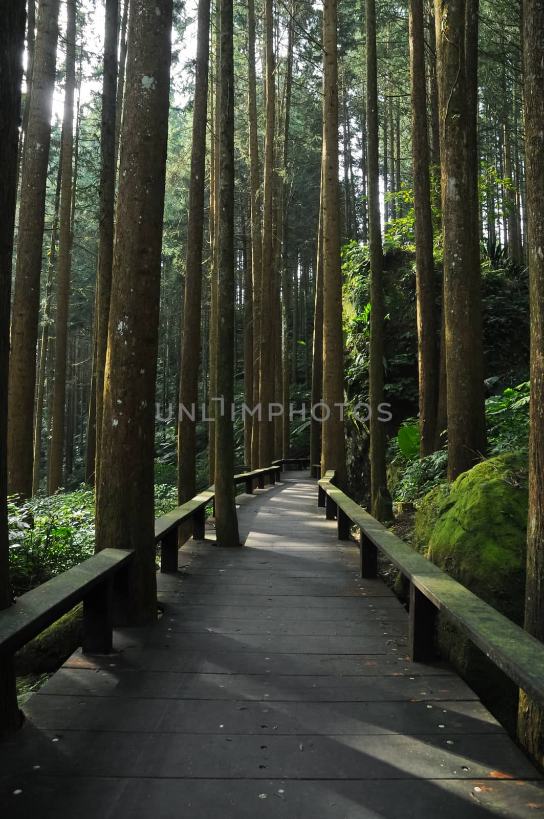 Quiet serene peaceful wooden long passage in a deep forest in the morning in Taiwan Alisan mountain