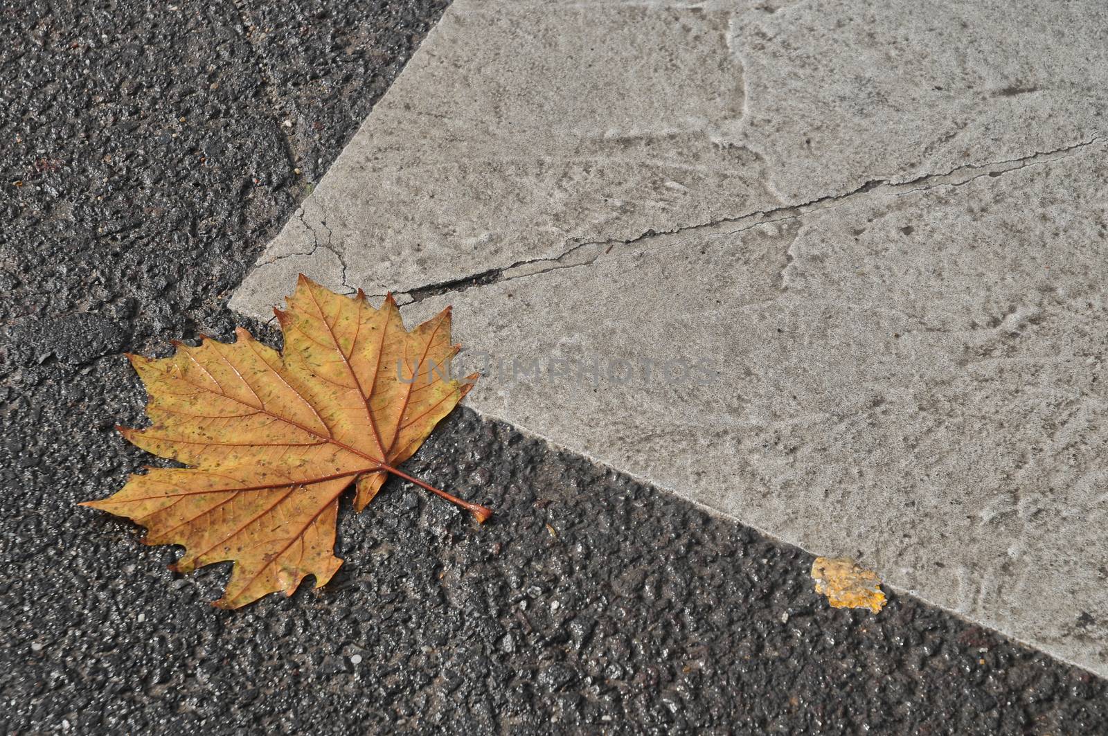 Maple leaf on asphalt road in Autumn by eyeofpaul