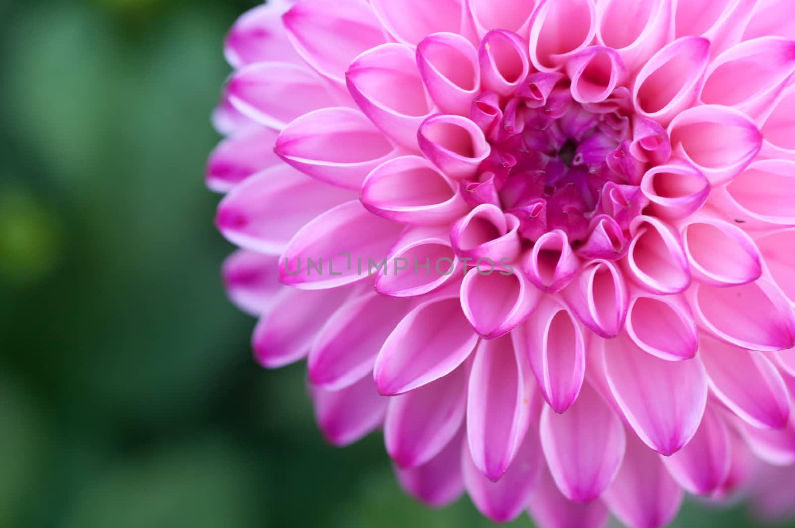 Pink big chrysanthemum flower blooming by eyeofpaul