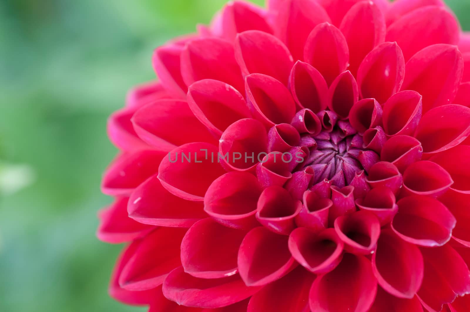 Red Romantic Chrysanthemum flower blooming