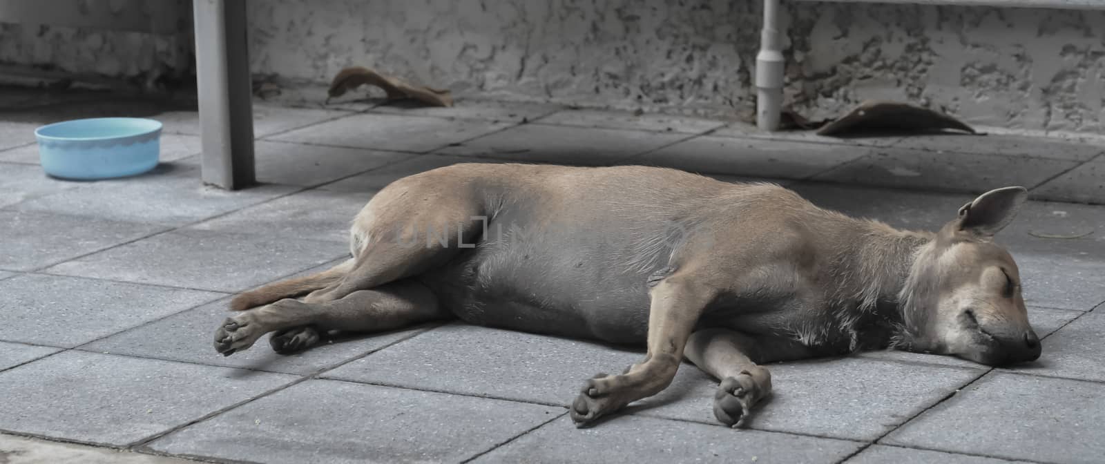 stray dog sleeping on the ground in Asia