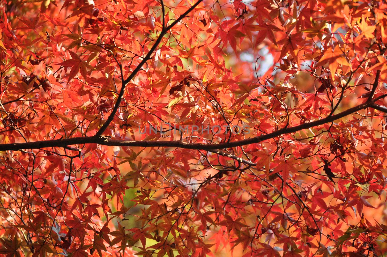 Red and orange maple leaves in Autumn in Japan by eyeofpaul