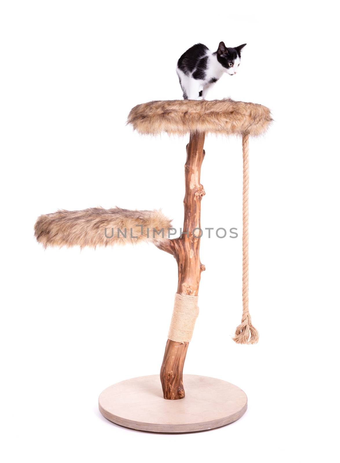 Black and white kitten on a modern scratch pole by michaklootwijk