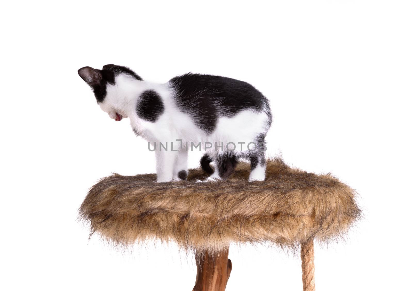 Black and white kitten on a modern scratch pole, isolated
