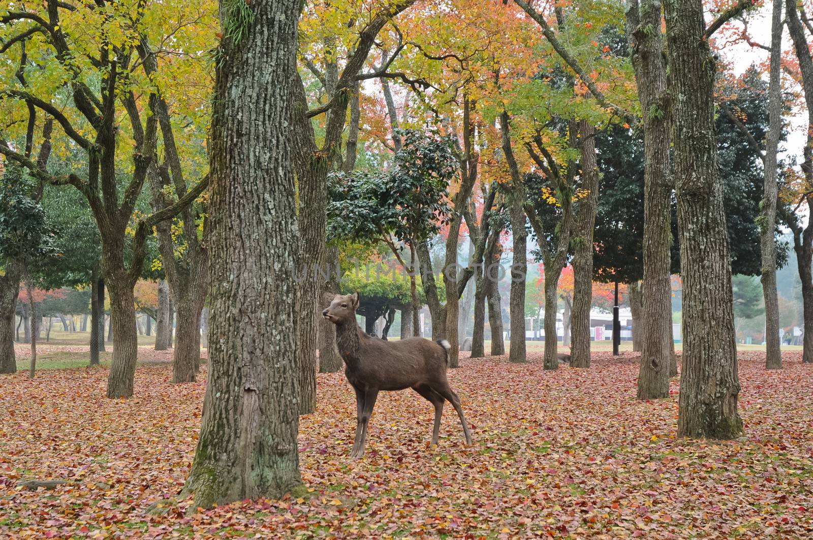 Holy Japanese deer in Nara national park