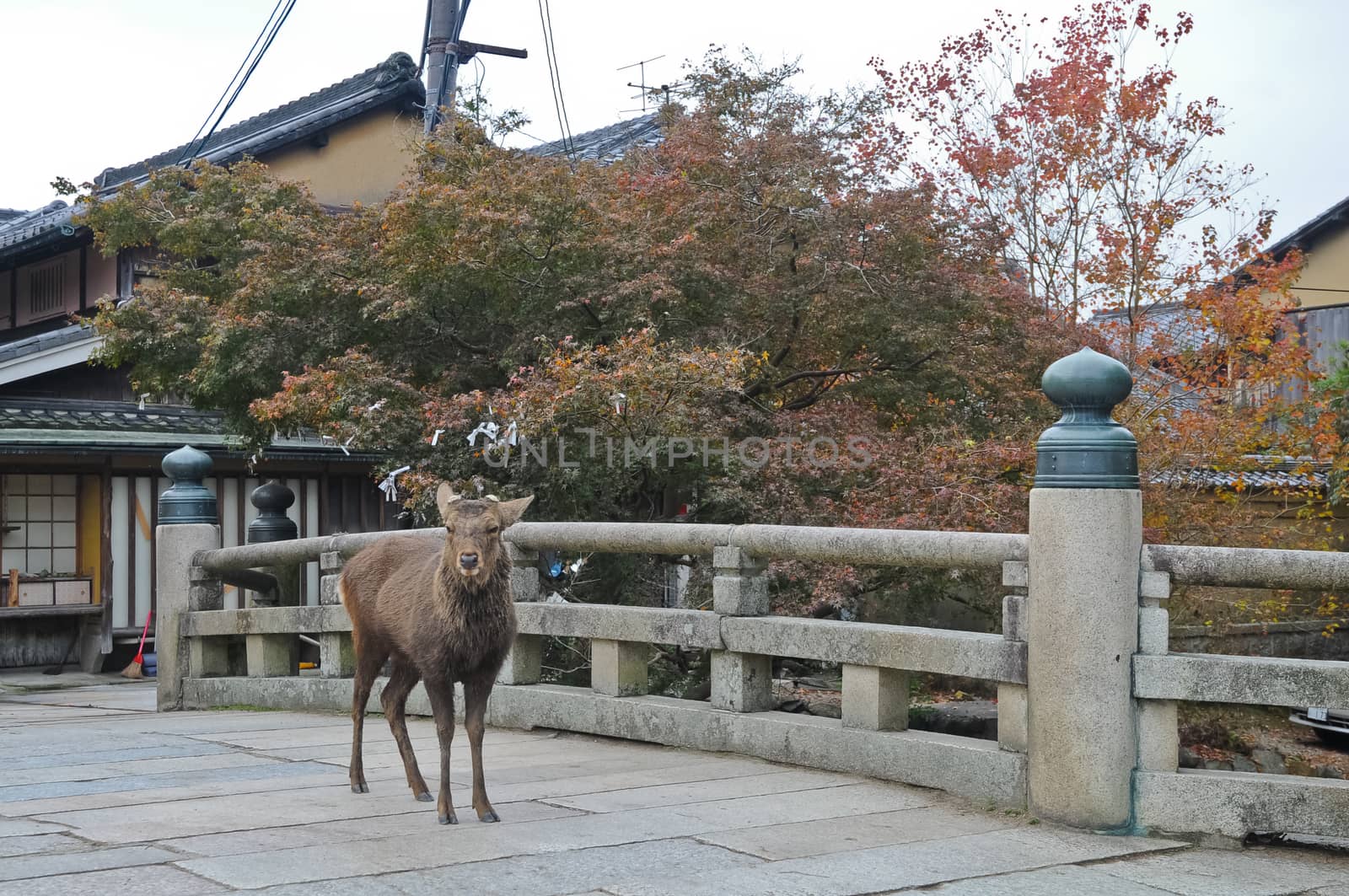 Japanese brown deer on an ancient stone bridge in Nara Japan