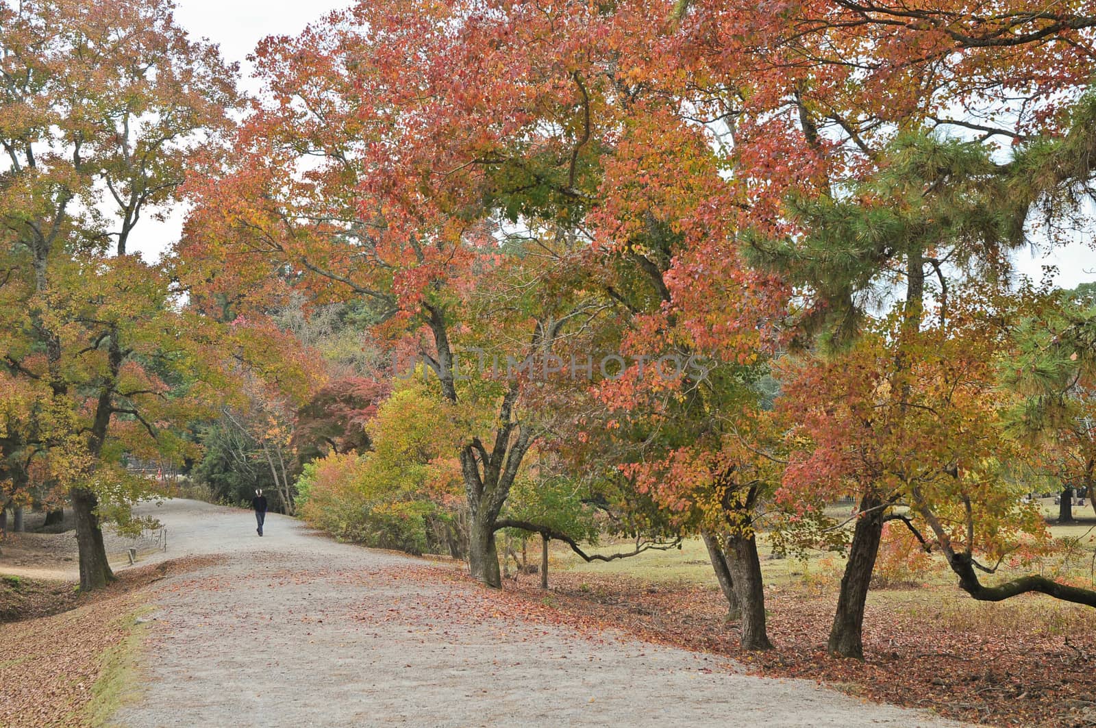 Tranquil passage in Japanese zen garden in Autumn