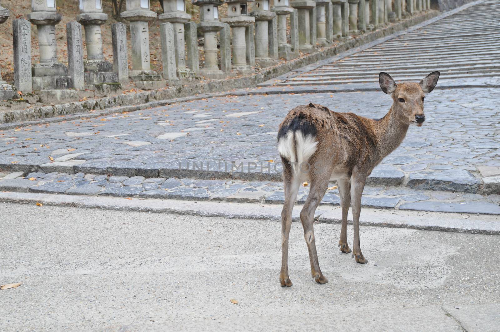 Japanese brown deer on an ancient stone road in Nara Japan
