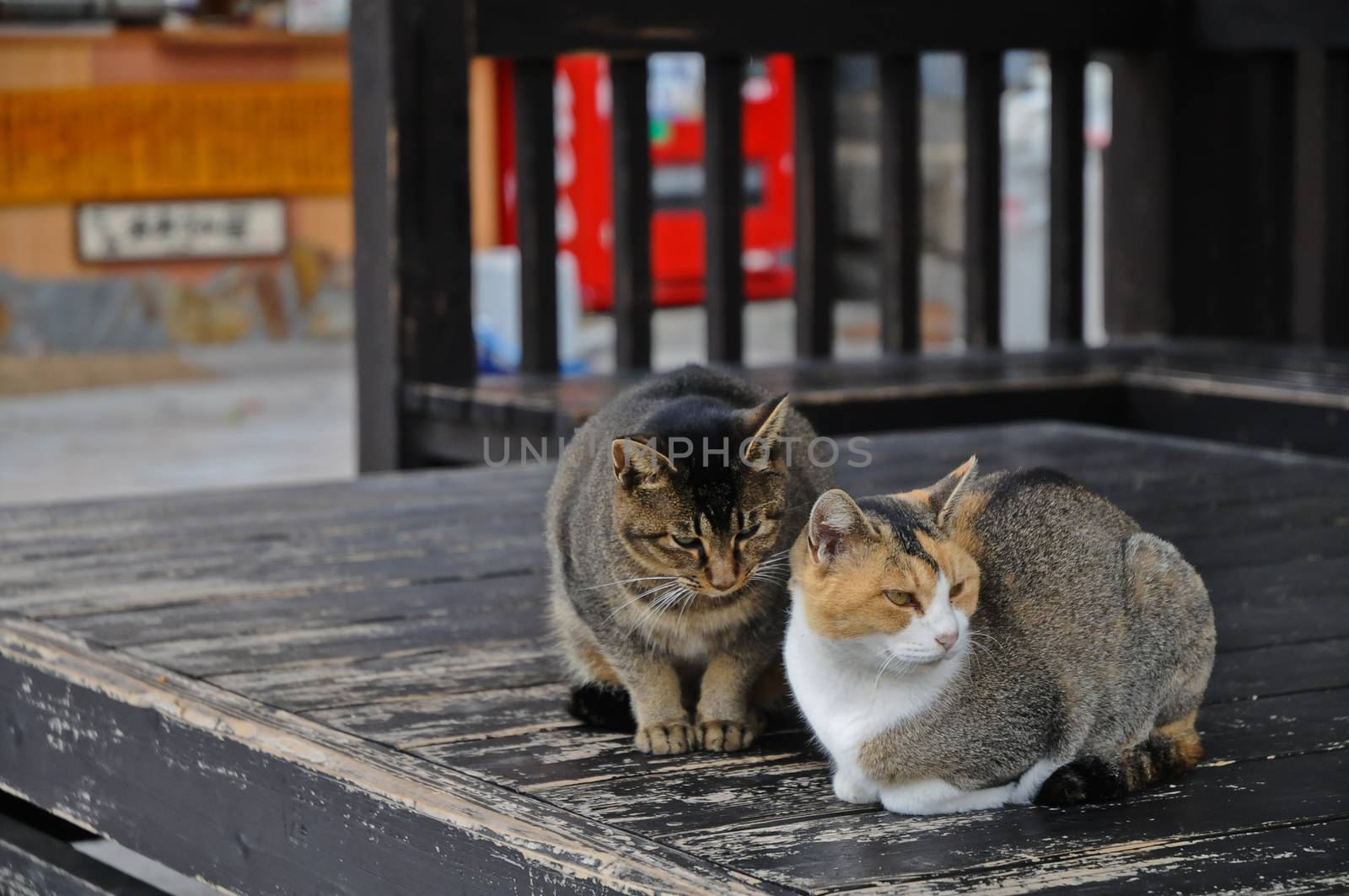 Two Japanese cats having disagreement on wooden floor by eyeofpaul