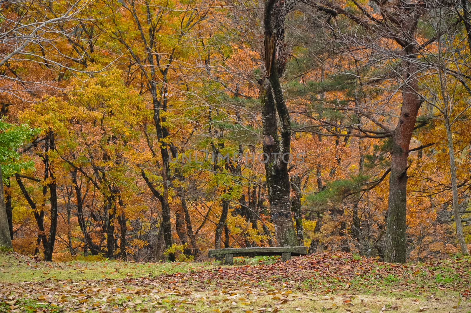 Autumn magical vibrant forest in Shirakawago in Takayama Japan