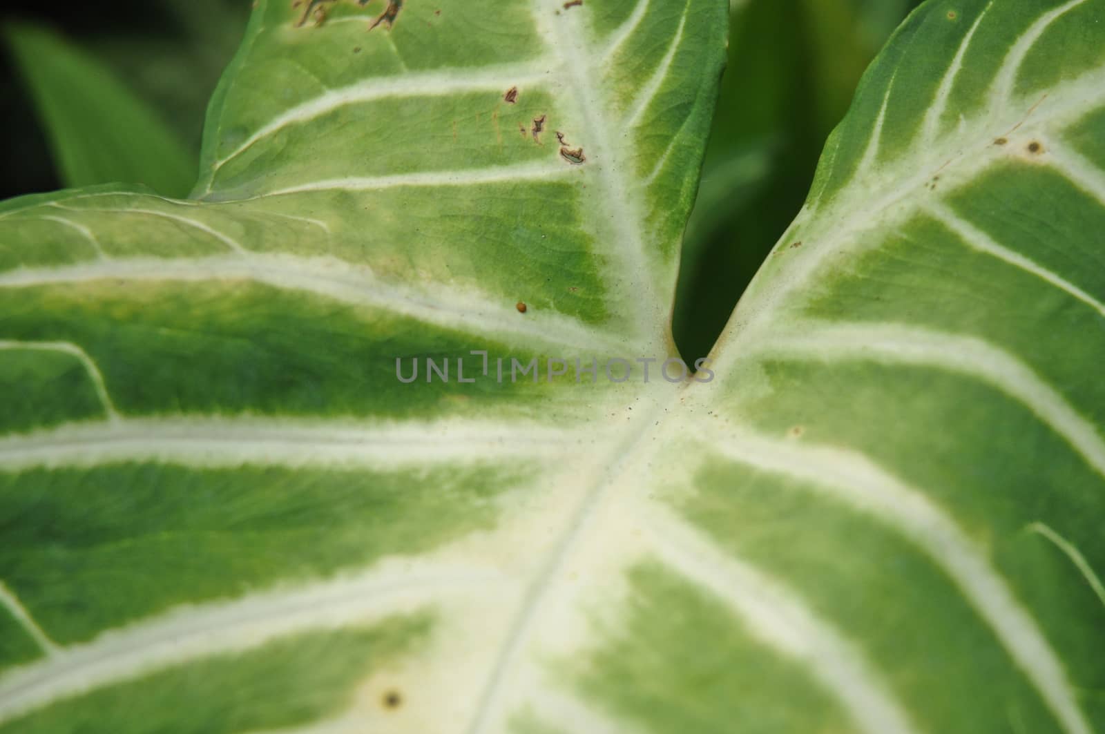 Vien texture of big green leaf by eyeofpaul
