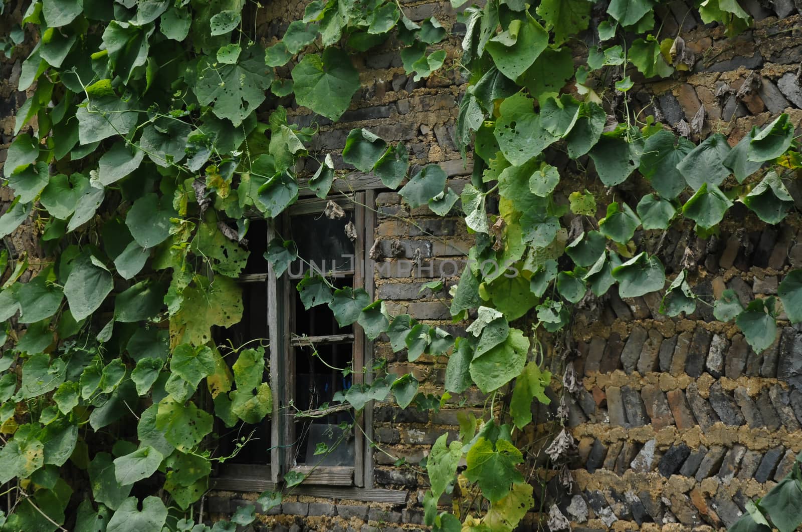 Creeper ivy on old building in Europe