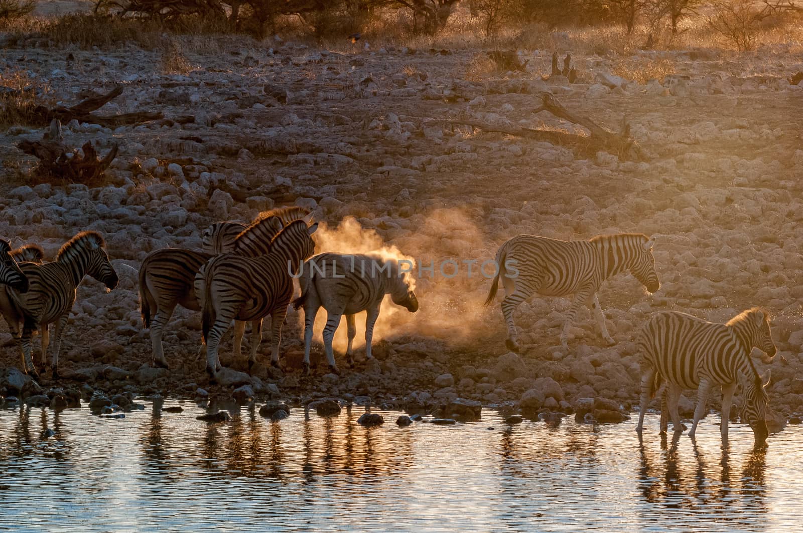 Burchells zebras, Equus quagga burchellii, at sunset at a waterhole in northern Namibia