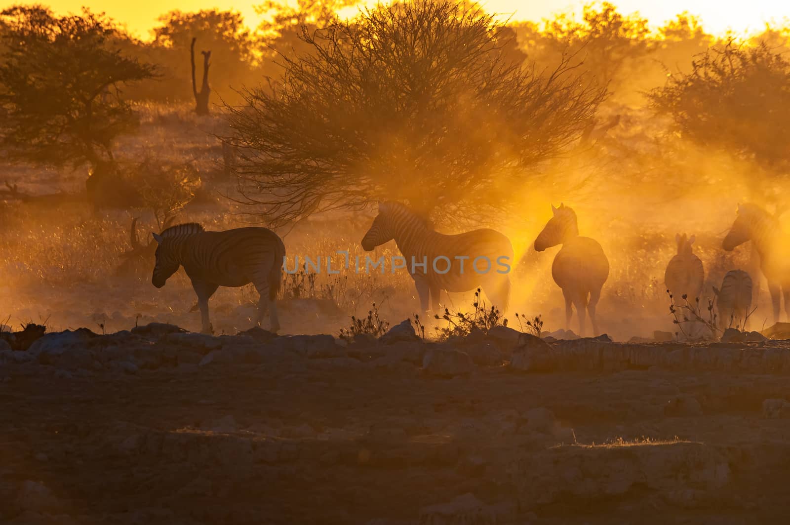 Silhouettes of Burchells zebras, Equus quagga burchellii, walking at sunset in northern Namibia
