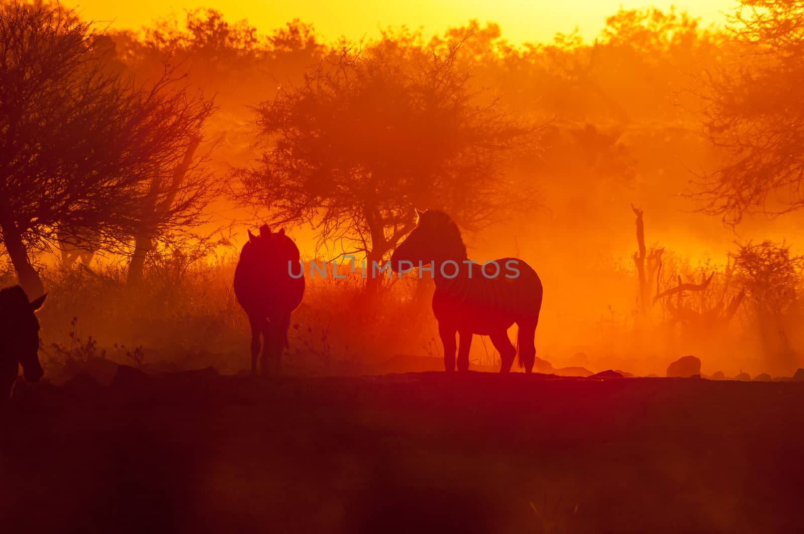 Silhouettes of Burchells zebras, Equus quagga burchellii, at sunset in northern Namibia