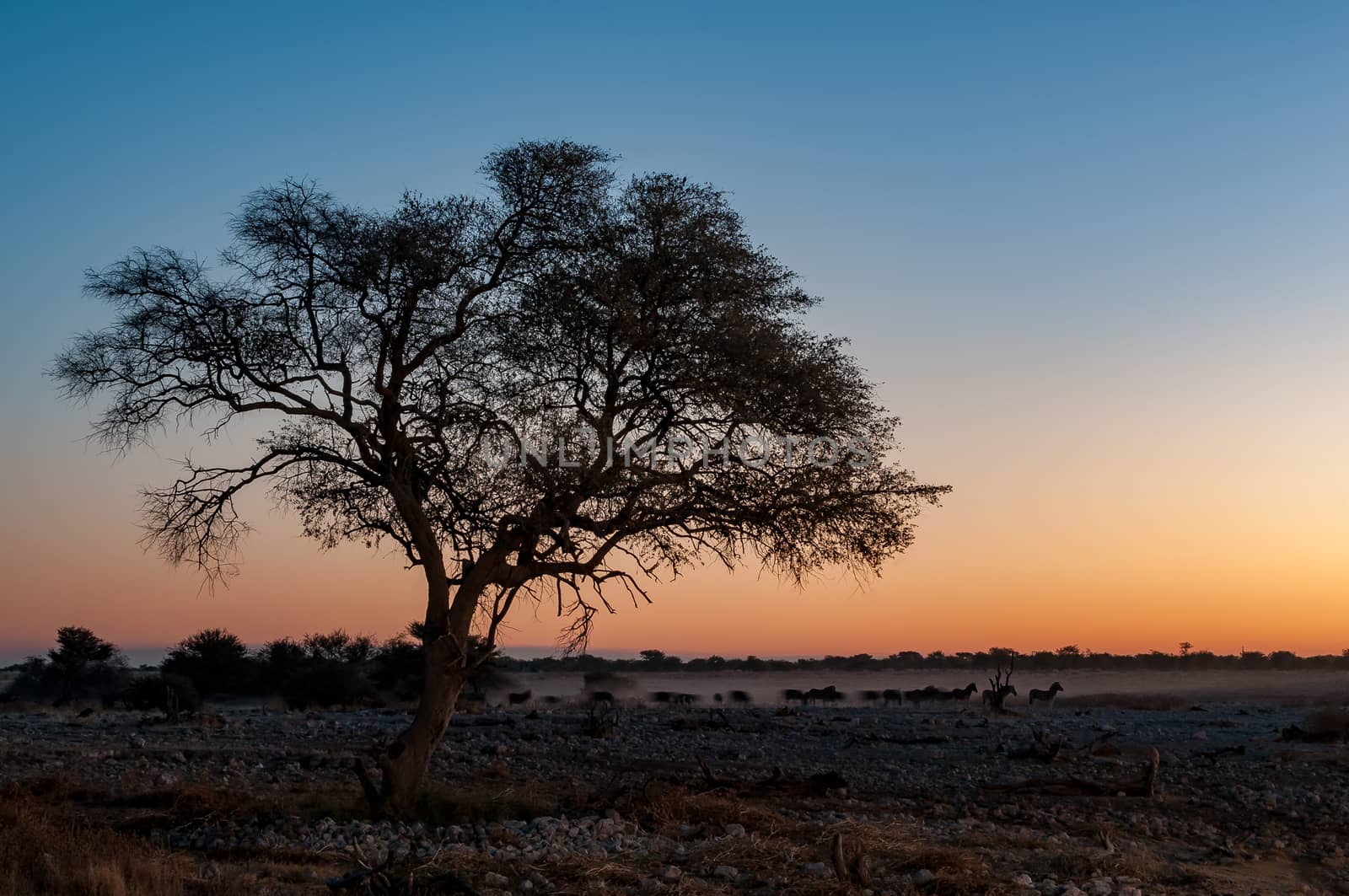 Silhouettes of Burchells zebras walking past a large tree at sunset in northern Namibia