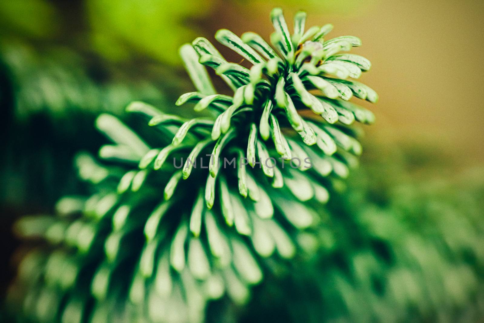 Evergreen spruce trees as nature art background, green pine text by Anneleven