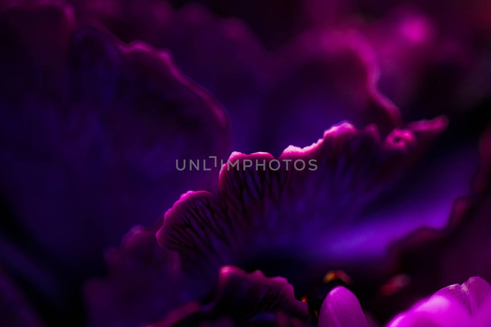 Purple carnation flower in bloom, abstract floral blossom art ba by Anneleven