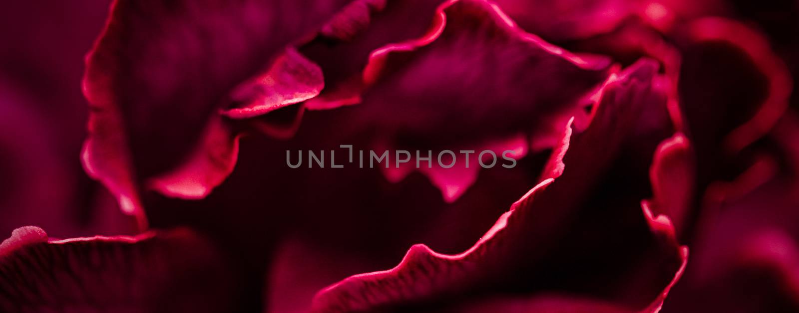 Flora, branding and love concept - Red carnation flower in bloom, abstract floral blossom art background, flowers in spring nature for perfume scent, wedding, luxury beauty brand holiday design