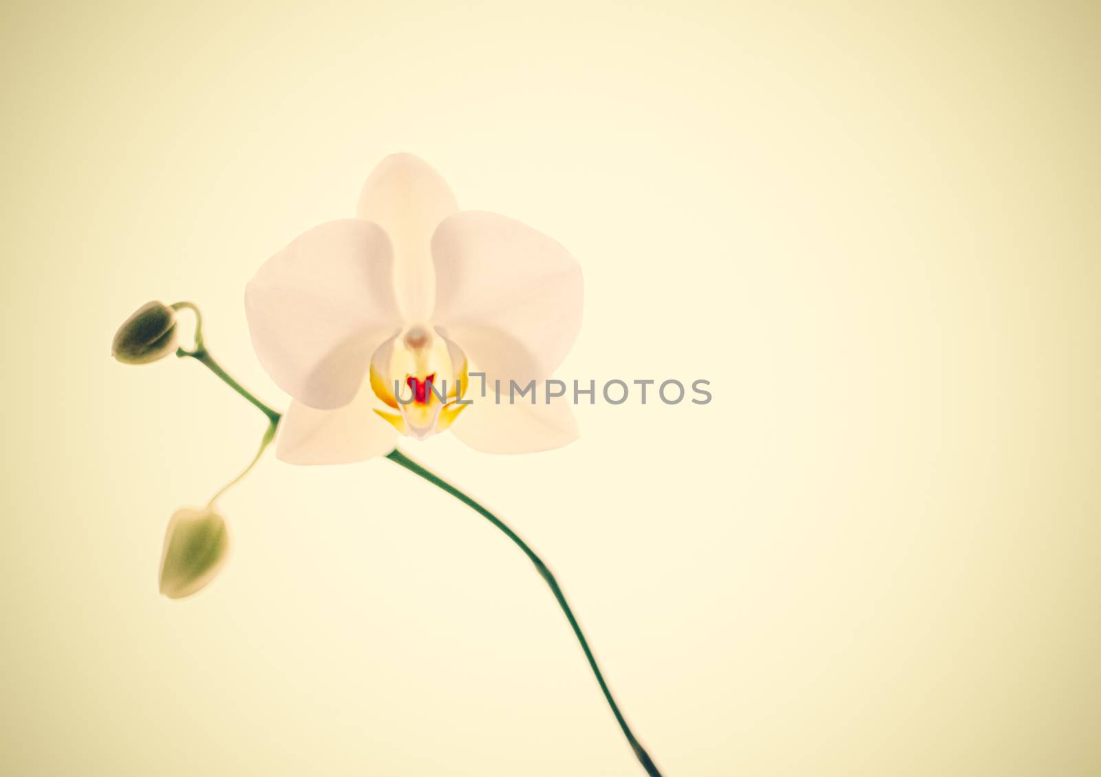 Blooming flowers, botanical design and nature beauty concept - Orchid flower in bloom, abstract floral art background