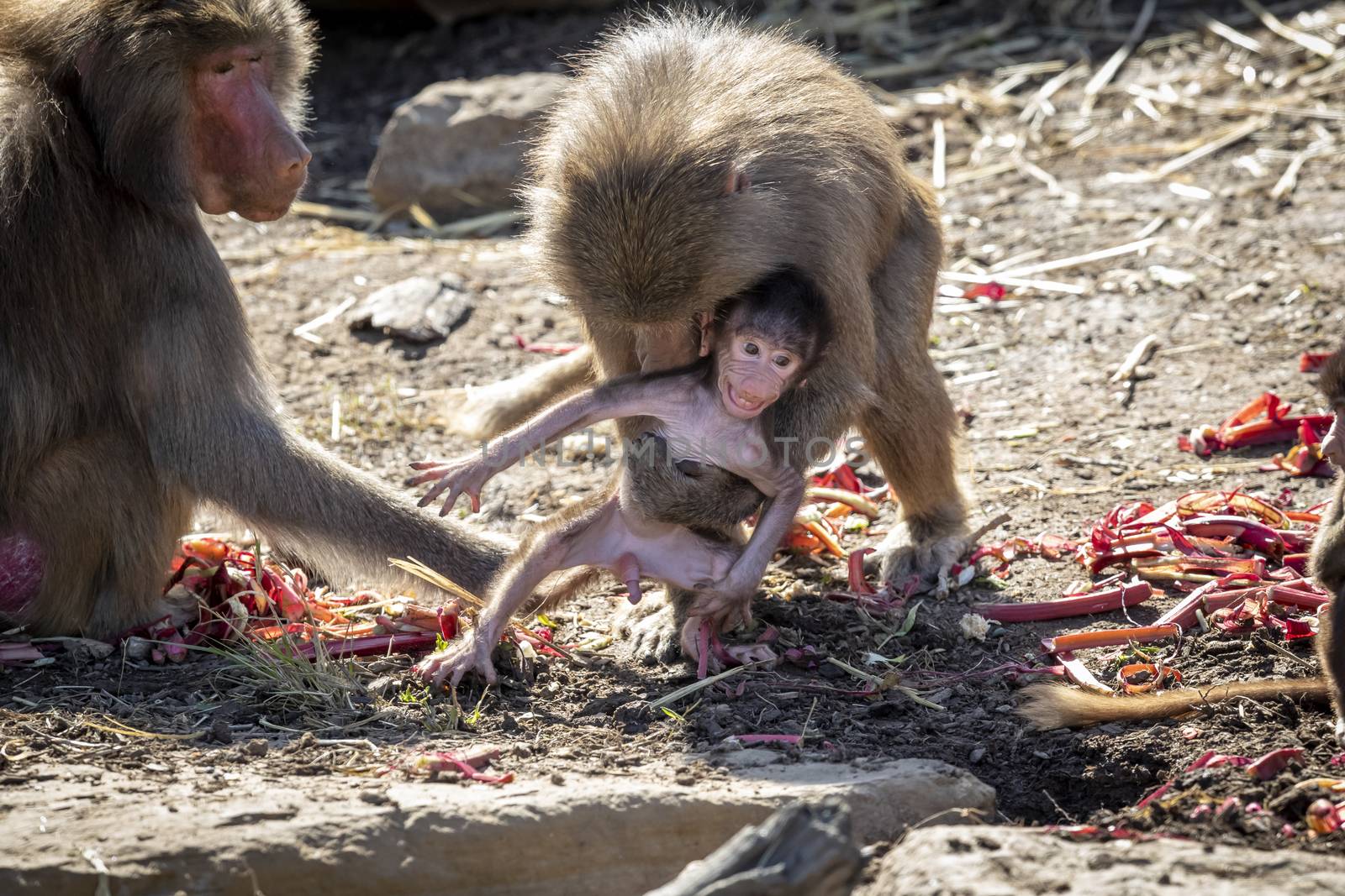 A baby Hamadryas Baboon playing outside with their family unit by WittkePhotos