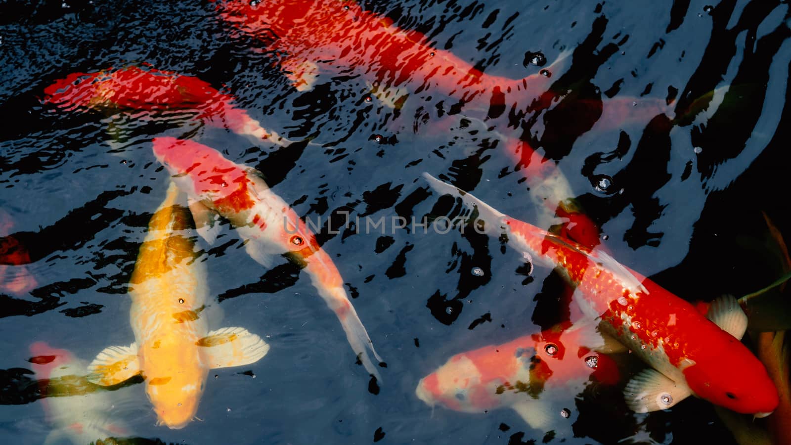 Beautiful and colorful Japanese Koi carp fish swimming in the pool.